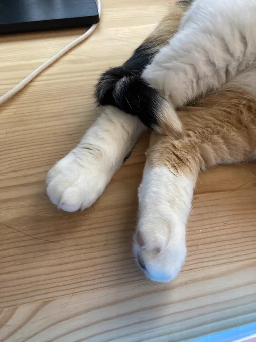 Eva's cat
 paws. 