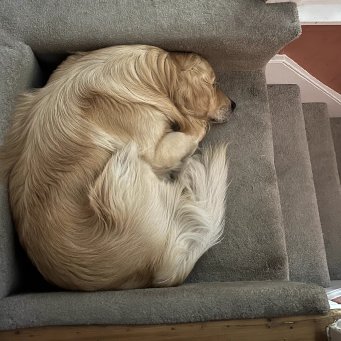 A curled up golden retriever on the top step inside a house.