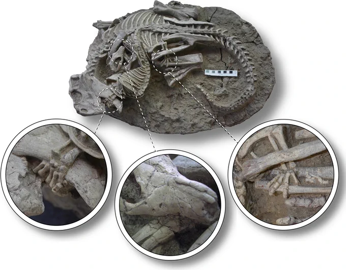 Psittacosaurus lujiatunensis-Repenomamus robustus pair (WZSSM VF000011) locked in mortal combat. Insets depict (left to right): hand of R. robustus wrapped around lower jaw of P. lujiatunensis, teeth of R. robustus embedded in forearm of P. lujiatunensis, hind foot of R. robustus wrapped around lower hindlimb of P. lujiatunensis. Scale bar equals 10 cm.
