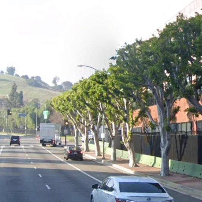 Picture of trees with leaves along the side walk / street in front of a building