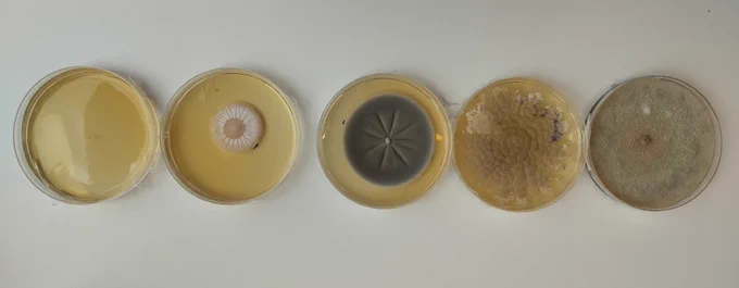 5 different Cheatomiaceae species grown at 40°C with an equal length of incubation. From left to right, we see first no growth, then increasing growth, to finally a fully filled 9cm petri-dish at the right. All species display different morphology. Exciting! 