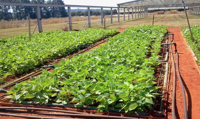 Bean field trial