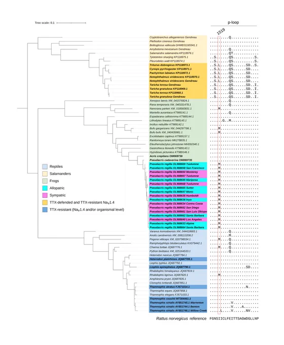Phylogeny showing samples from our study in context of other amphibians and reptiles with voltage gated sodium channel mutations that may be connected to tetrodotoxin resistance, paired with the sequences from the p-loop of Nav1.4 showing those mutations