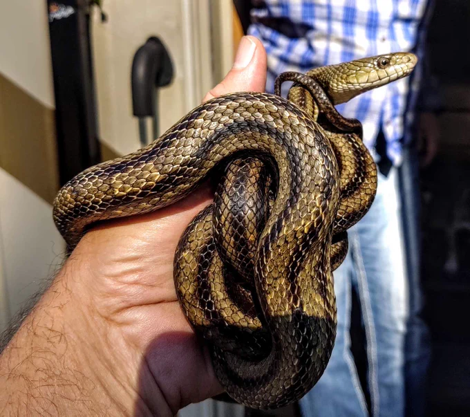 An Eastern Ratsnake (yellow snake with black stripes) held in a white person's hand gazes to the right.