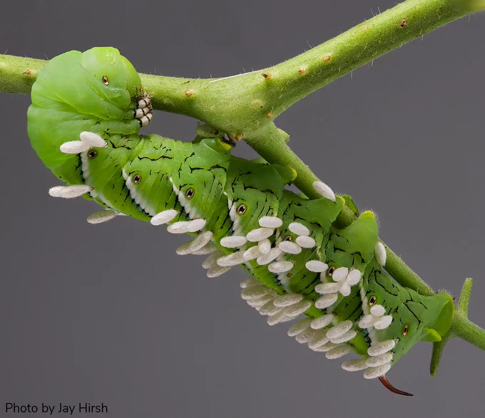 Closeup of a large bright-green caterpillar hanging on a green plant stem running diagonally from top-left of the image to bottom right. The caterpillar has faint black markings along the lower part of its body and several black-and-white diagonal stripes spaced out along the upper part of its body. All over the caterpillar’s body are small white fuzzy cocoons, akin to grains of white rice, attached to it.