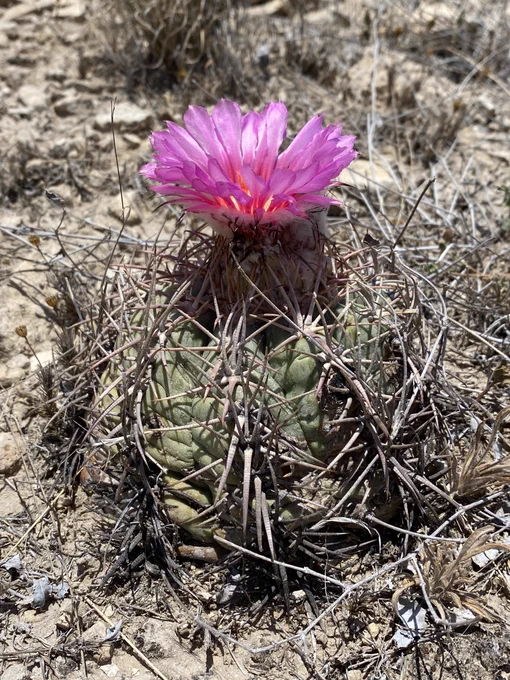 A wider few of the Devilshead, Echinocactus horizonthalonius. The cactus is round in shape with wrinkled green flesh and many spines growing along the ribs. On top is a large bright pink flower.