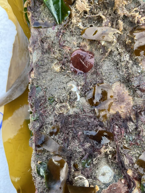 This photo shows the surface of a Seawall tile (up close) covered in brown algae, red algae, bryozoans, and other marine invertebrates.