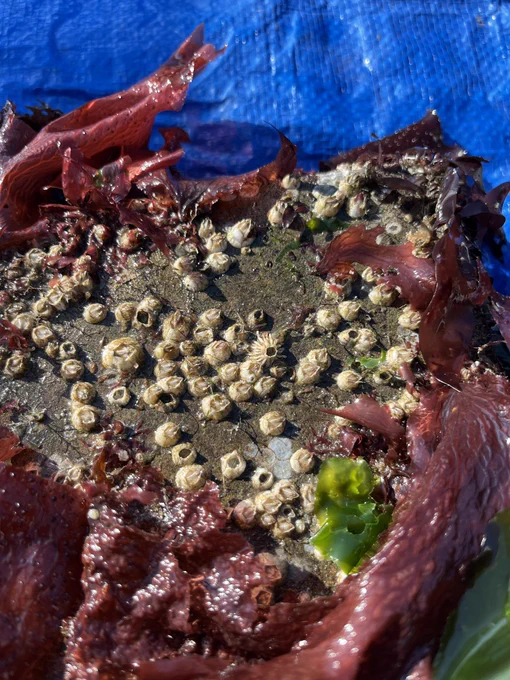 This photo shows the surface of a Seawall tile covered in green algae, red algae, barnacles, and other marine invertebrates.