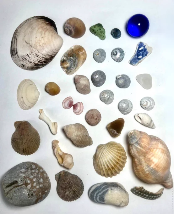 A flat lay photo of different shells and beach finds. They’re mainly shades of blue, pink and peach/beige.
