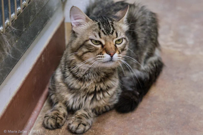 A medium-haired brown tabby cat with a very judgmental look on his face