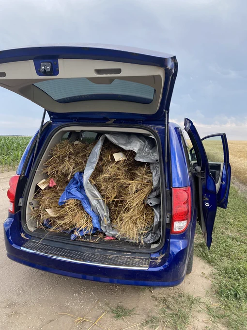 Photo of the back of a blue minivan with the trunk open. The trunk is full of wheat stems wrapped in tarps.