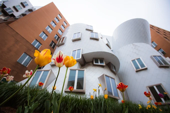 Photo of MIT Stata Center with brightly colored tulips in front of the building.