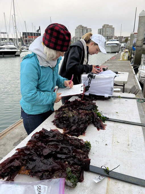 Two SERC researchers on the Living Seawall team (Chela Zabin and Corryn Knapp) monitor some low elevation tiles that are laid flat on a folding table on a dock at Pier 40. The tiles are covered in algae and other marine invertebrates. Corryn is photographing a tile whole Chela investigates another and notes down different species.