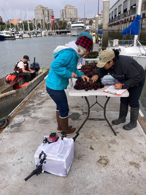Two SERC researchers on the Living Seawall team (Chela Zabin and Jessika de Jesus) monitor some low elevation tiles that are laid flat on a folding table on a dock at Pier 40. The tiles are covered in algae and other marine invertebrates. One of the SF Port divers (Drew) sits in a small boat next to the dock waiting to put the tiles back out on the Embarcadero Seawall.
