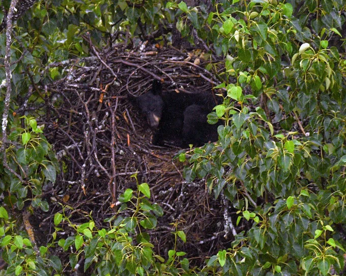 An aerial close up of a black bear in an eagle nest at the top of a tree.
