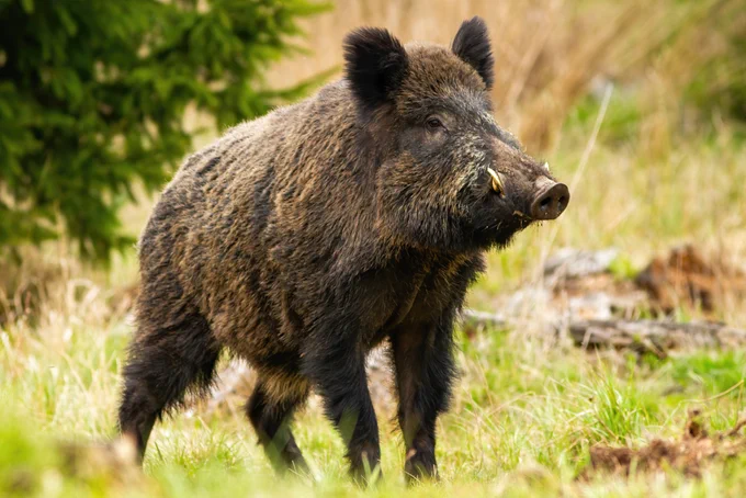 wild boar