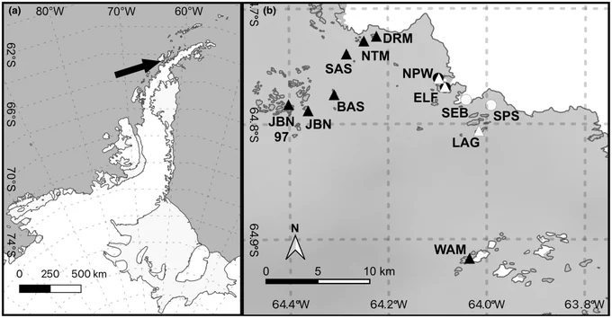 (a) Black arrow indicates the location of Palmer Station on the western Antarctic Peninsula. (b) Sites sampled for Plocamium sp. around Palmer Station (Anvers Island). Circles show sites sampled in 2017; triangles show sites sampled in 2018 (ELF and NPW were sampled in both years). Light colored symbols show the sites sampled with three full transects; black shows sites sampled with partial transects. BAS, Beaumont Skerries; DRM, Dream Island; ELF, East Litchfield (unofficial name for small rock east from Litchfield Island); JBN, Howard Island, part of Joubin Islands (United States Antarctic Program (USAP) ; JBN97, Joubin Islands (USAP; LAG, Laggard Island; NTM, Casey Islands; NPW, Norsel Point; SAS, Stayaway Skerries; SEB, Southeast Bonaparte (unofficial name of site near the glacier southeast of Bonaparte Point); SPS, Stepping Stones; WAM, Wauwermans Islands (USAP Island # 564). We used QGIS version 3.22 and the Quantarctica package to prepare the maps (Matsuoka et al., 2018).