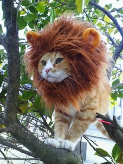 Cat in a lion costume in a tree