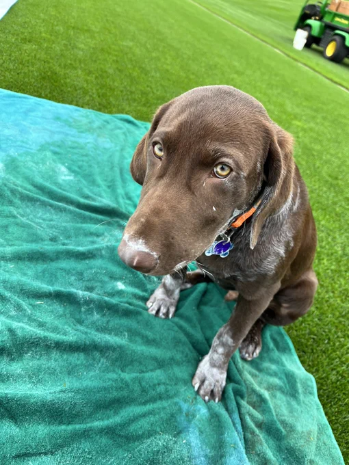 Rye the dog looking embarrassingly into the camera, covered in white paint as a result of a not-so-successful attempt to assist his team with paint day.