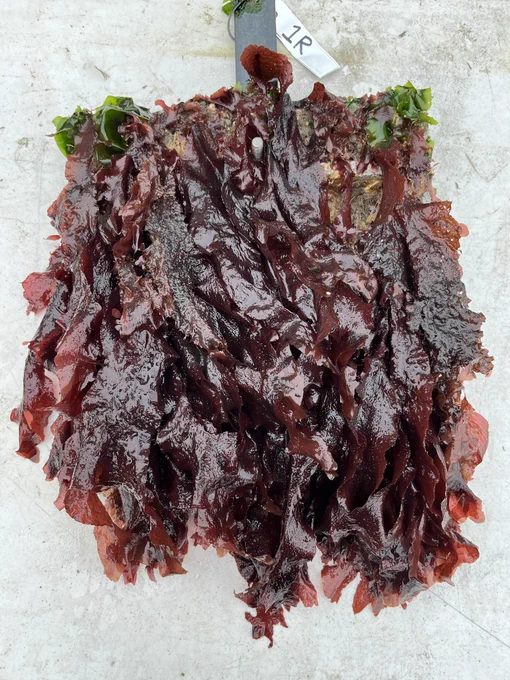 A low elevation tile removed from the Seawall at South Beach Harbor lies on a white folding table covered in large blades of red algae.