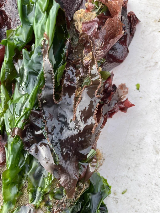 A low elevation tile removed from the Seawall at South Beach Harbor lies on a white folding table covered in Ulva and Cryptopleura (algae).