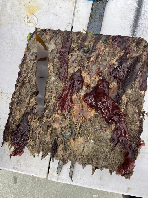A low elevation tile removed from the Seawall at South Beach Harbor lies on a white folding table covered in large blades of brown and red algae, as well as marine invertebrates.