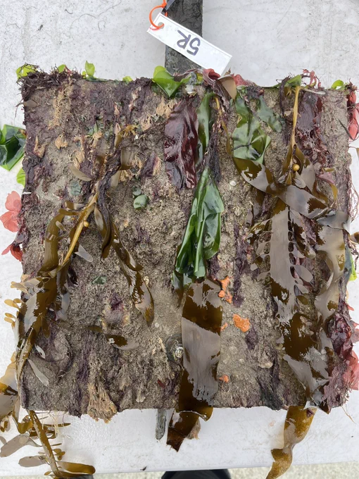 A low elevation tile removed from the Seawall at South Beach Harbor lies on a white folding table covered in large blades of brown and green algae as well as lots of marine invertebrates.