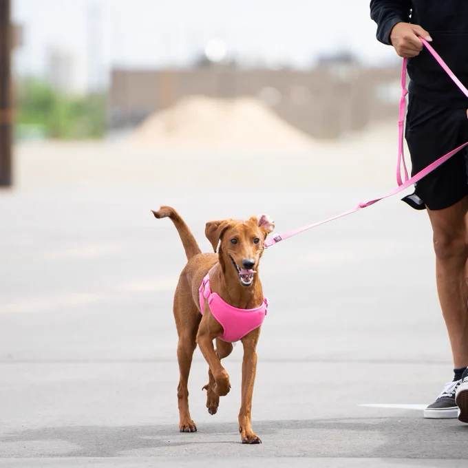 Dog on a pink leash