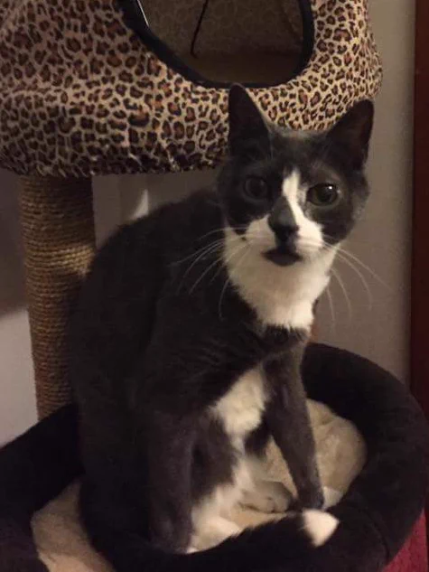 Angel @sockington