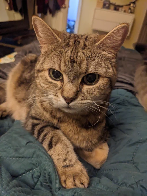 Brown tabby cat with one ear tilted to the side looking directly at the camera. 