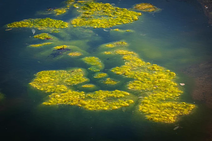 An image of dark bluish looking water with bright green algae on top