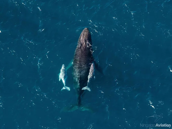 Aerial photo looking down on a large humpback whale swimming with two small calves on either side of her.
