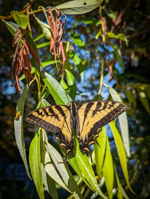 Photo of a butterfly