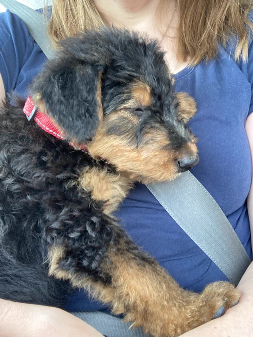 Snoozing Airedale puppy cuddled up to my chest (I’m wearing a seatbelt)