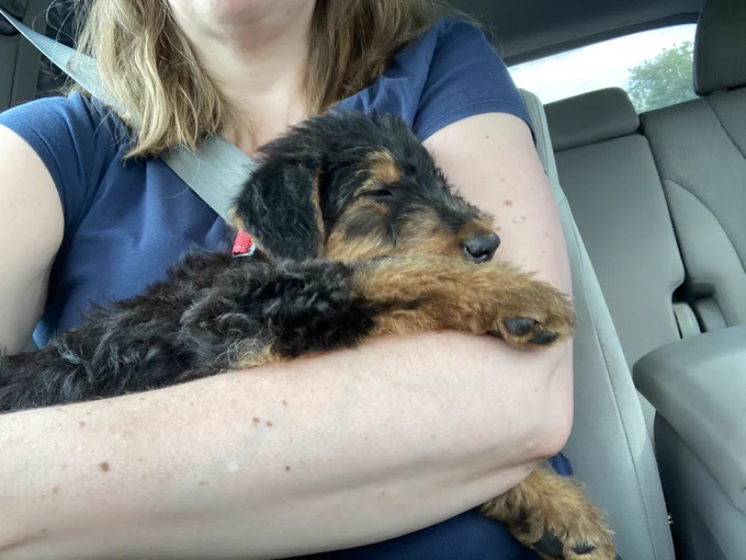 Snoozing Airedale puppy draped over my left arm
