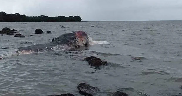 Mass of grey with some red (body of whale) in grey water
