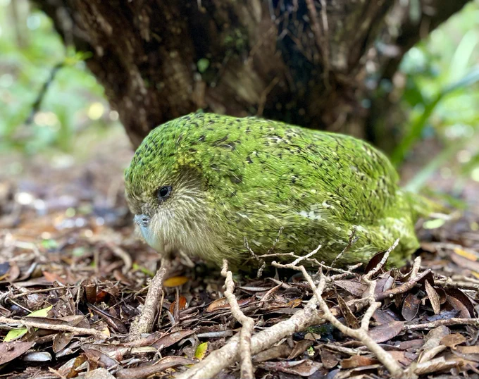 A juvenile male kākāpō on the forest floor in day time.