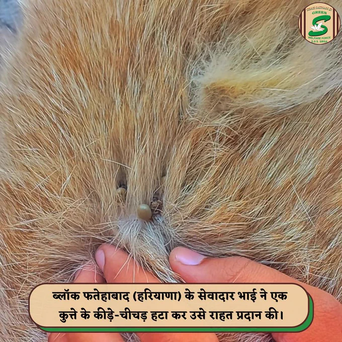 Incredible act of kindness! A compassionate volunteer of Shah Satnam Ji Green 'S' Welfare Force Wing removed ticks from a stray dog's skin, providing much-needed relief to our furry friend. Such dedication to alleviating suffering in all beings is truly inspirational.