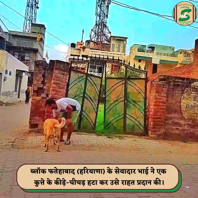 Incredible act of kindness! A compassionate volunteer of Shah Satnam Ji Green 'S' Welfare Force Wing removed ticks from a stray dog's skin, providing much-needed relief to our furry friend. Such dedication to alleviating suffering in all beings is truly inspirational.