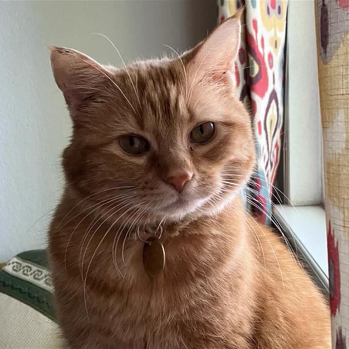 An orange tabby cat sitting by a window and looking at the camera. 