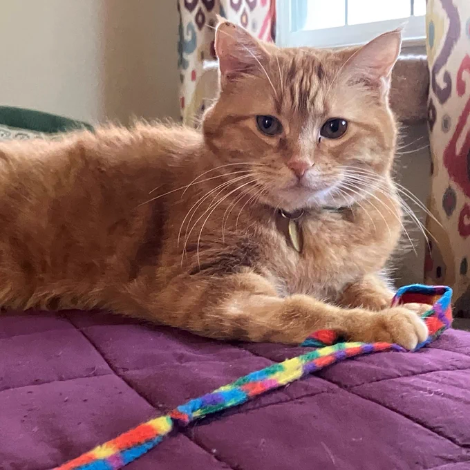 An orange tabby cat laying on a blanket with her paws on a rainbow string cat toy.