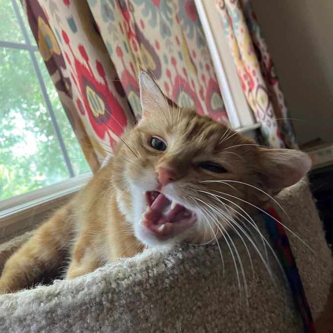 An orange tabby cat laying at the top of a cat tree with her mouth open mid-meow.