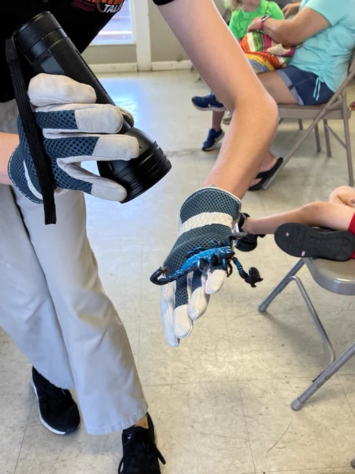 An animal handler wears thick blue and white gloves. There is a blue scorpion on one hand. The other hand is holding a flashlight and shining it on the scorpion.