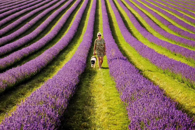 Photo of a woman and dog walking through a path in a lavender field. 