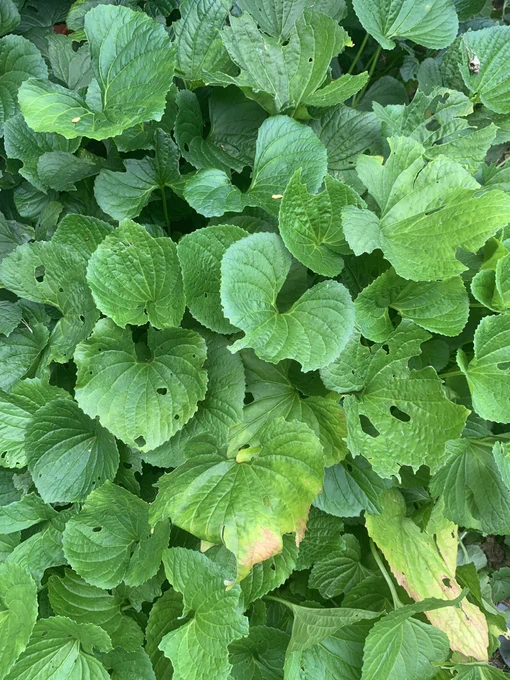 Violet leaves with many holes and nibbled leaf edges