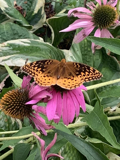 Orange and brown Fritillary butterfly on a pink coneflower.