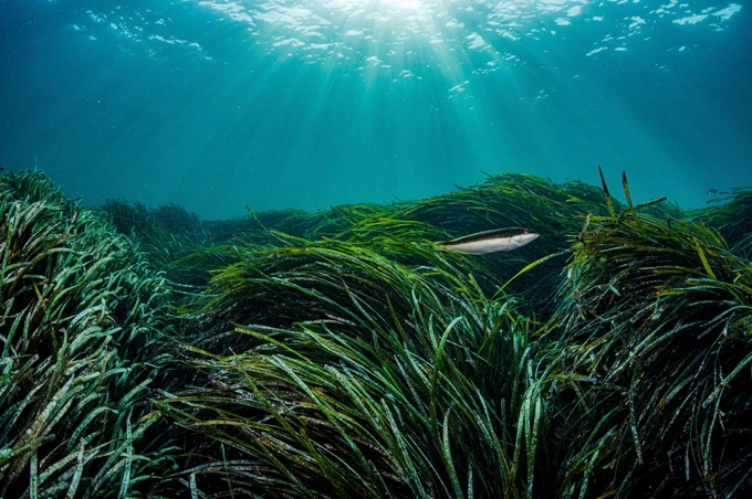 A Mediterranean rainbow wrasse shelters in Neptune seagrass, which is likely the oldest living organism on Earth. A single patch of seagrass found in the Mediterranean Sea off Spain is estimated to be between 80,000 and 200,000 years old.
