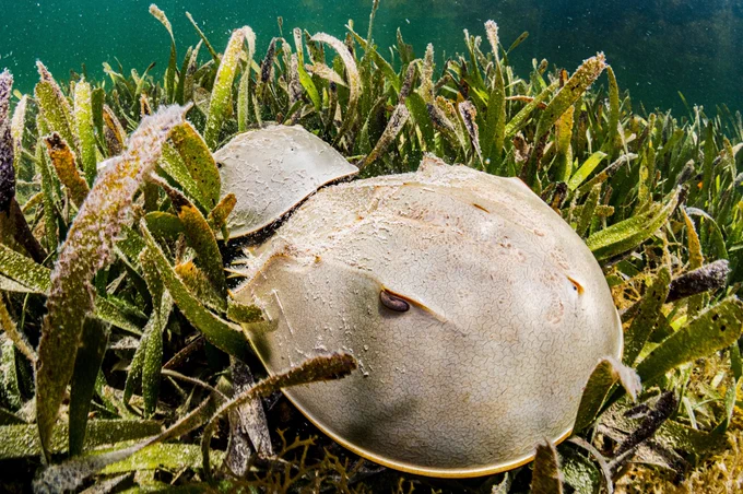 Two horseshoe crabs mate in a shallow seagrass bed in Florida. Their blue blood is extremely valuable in fighting disease, including COVID-19.