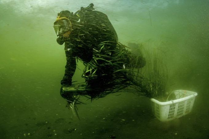 A diver swims off with bunches of eelgrass in preparation for planting as part of an effort to restore historical seagrass meadows off Vancouver Island, Canada.
