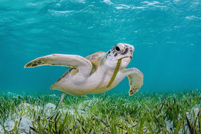 A green turtle feeding on a type of seagrass called turtlegrass in The Bahamas. Green sea turtles feed almost exclusively on seagrass.